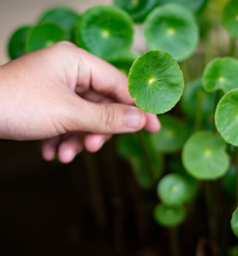 Cika Skin Care for Acne ayuda a mejorar su piel – 100% PURE